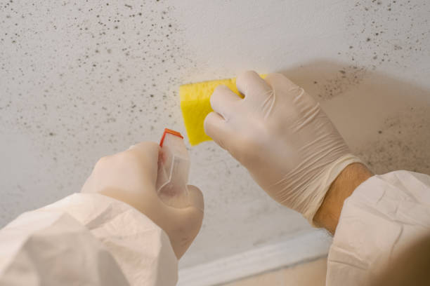 Best Comprehensive Air Testing for Mold Contaminants  in North Bay Shore, NY