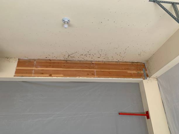Reliable North Bay Shore, NY Mold Removal Solutions