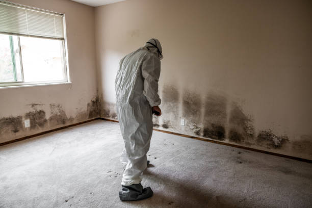 Best Post-Construction Mold Inspection  in North Bay Shore, NY