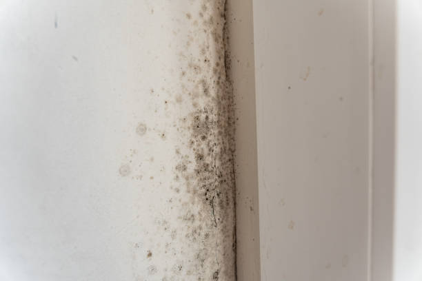 Best Post-Remediation Verification Testing  in North Bay Shore, NY